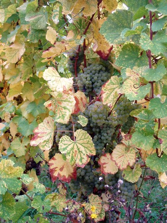 Vignoble de Dorlisheim,  15 min   pied du gte